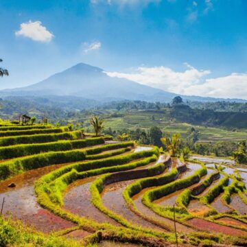 Indonésie. Thibault, 14 ans, a disparu à Bali après avoir gravi le mont Batukaru à Bali