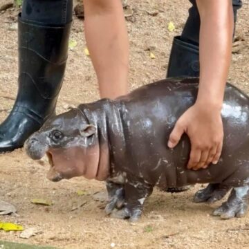 Everyone Is Obsessed With Adorable Thailand Baby Hippo Who Looks…