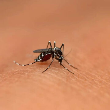 International: New York resident dies of rare mosquito-borne virus known as eastern equine encephalitis, ET HealthWorld