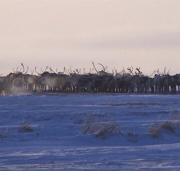 Why Would Santa Choose Reindeer? Because They Are Perfect for Pulling Sleighs.